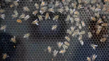 Manisa’nın Kırsal Dönüşümü: 144 Milyon TL’lik Şık ve Sürdürülebilir Yatırım