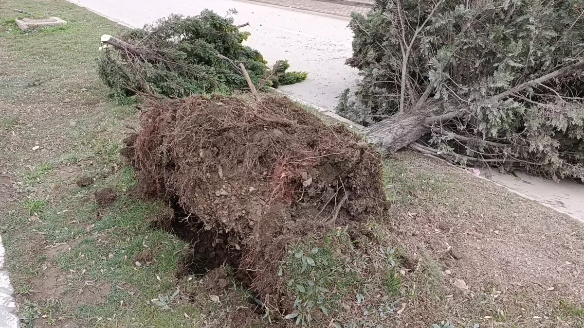 Bursa’da Şiddetli Lodos: Ağaçlar Devrildi, Çatıdan Düşen Kişi Hastanede