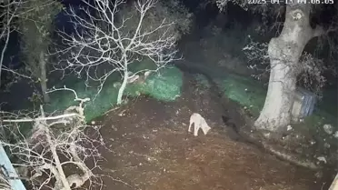 Menteşe'de Kurt Saldırısı: 3 Koyun Hayata Veda Etti