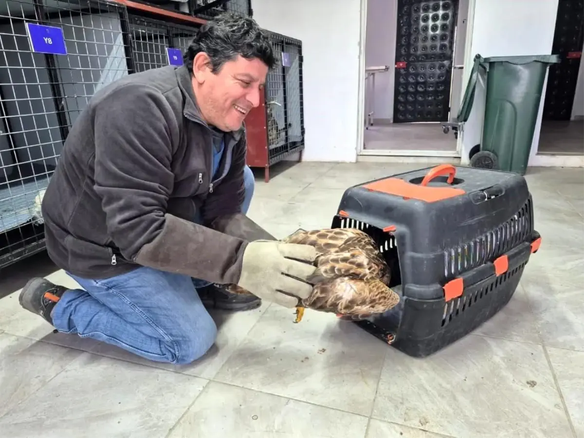 Germencik Belediyesi'nden Yaban Hayvanına Yardım: Şahin İhbar Hattıyla Kurtarıldı