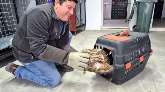 Germencik Belediyesi'nden Yaban Hayvanına Yardım: Şahin İhbar Hattıyla Kurtarıldı