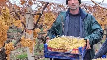 Sarıgöl’de 2026 Yeni Yılında Taze Üzüm Hasadı Başladı