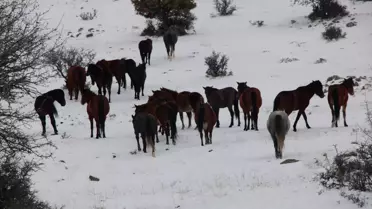Beypazarı Yaylalarında Yılkı Atları Göz Kamaştırdı