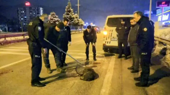 Yavru kurtun tedavi sürecindeki görüntüsü