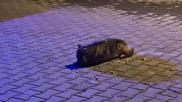Samsun’da Yorgun Çakal Yavrusu Hastaneye Nakledildi