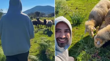 Tan Taşçı, Bodrum’da Koyunlarla Vegan Kahvaltı Keyfi Yaptı