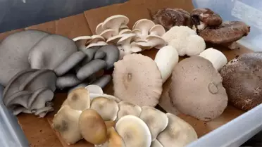 Mantarların Moda Dünyasındaki Sağlık Trendleri