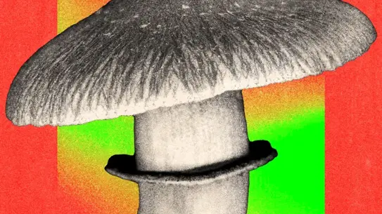 Psilosibin Araştırmaları: Depresyonda Yeni Bir Tedavi Seçeneği mi?