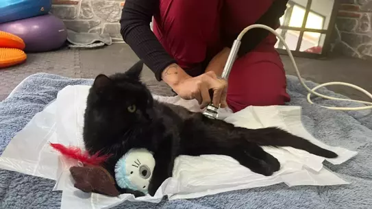 Kocaeli'den Ankara'ya: Yaralı Kedi Bulut'un Fizik Tedavi Süreci Başladı