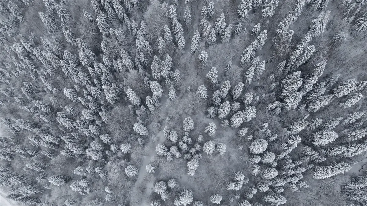 Sinop Ormanları Bembeyaz: Drone Kamerasıyla Kış Manzarası