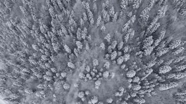 Sinop Ormanları Bembeyaz: Drone Kamerasıyla Kış Manzarası