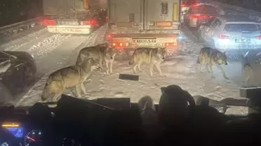 Şanlıurfa‑Mardin yolunda kurtların yiyecek arayışı: Gerçek mi, yapay zeka mı?