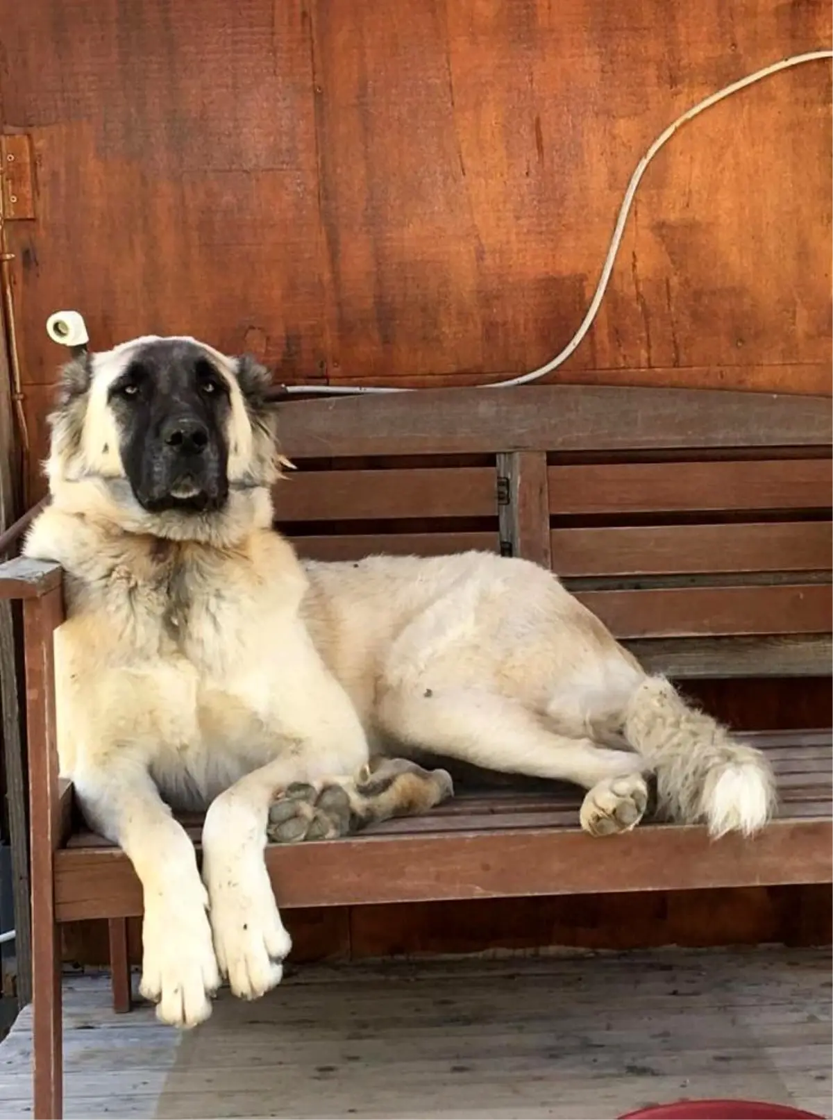 Datça’da Silah Sesine Maruz Kalan Köpek Hayata Veda Etti