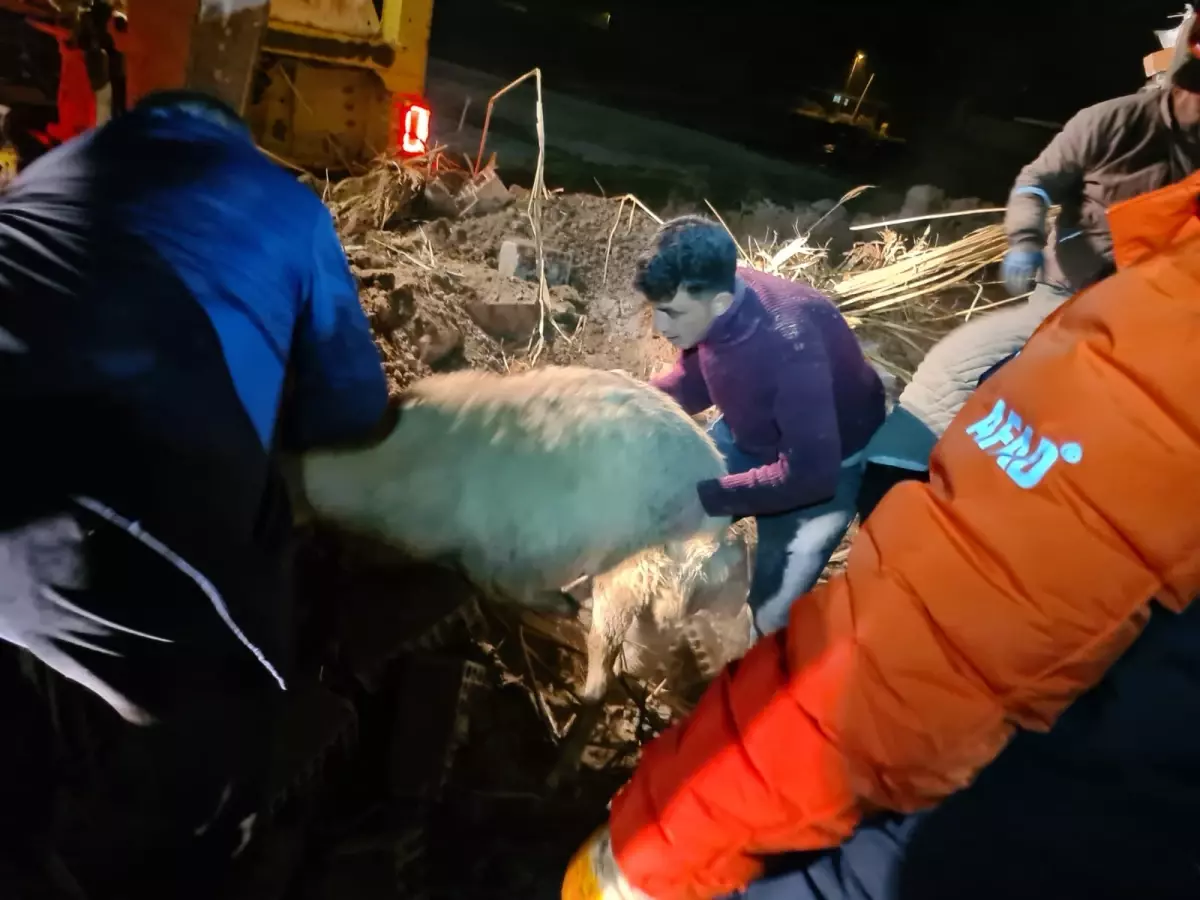 Aksaray’da Şiddetli Yağış Sonrası Kerpiç Ahır Çöktü, 12 Küçükbaş Hayvan Hayatını Kaybetti