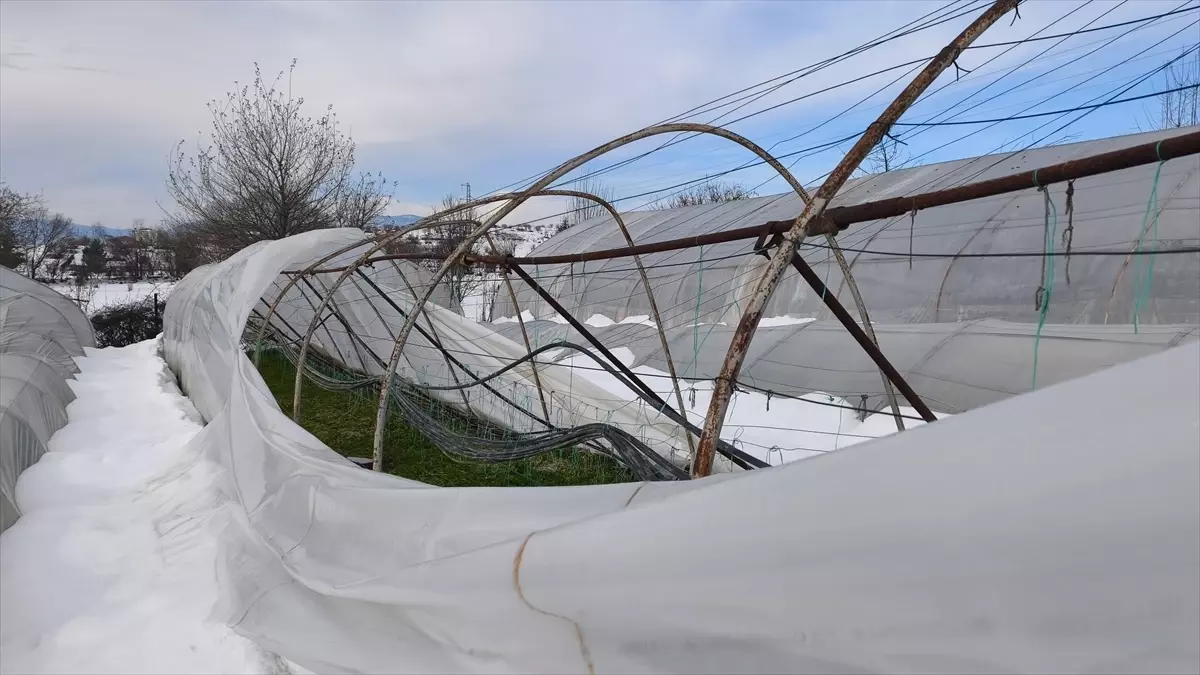 Kar Yağışı Safranbolu Seralarını Yıktı: 1,5 Milyon Lira Zarar