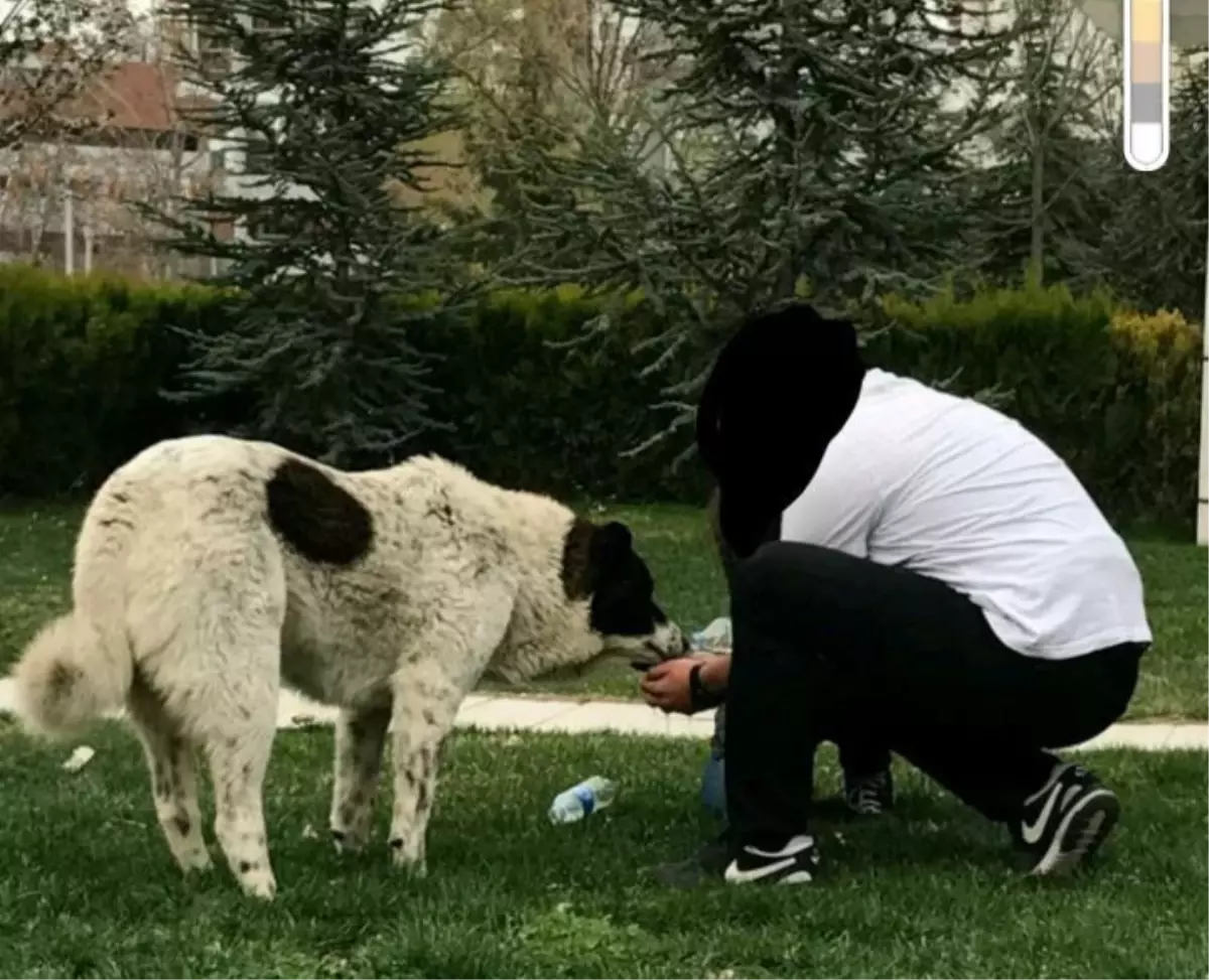 Sokak Köpeği Matmazel'in Ölümüyle İlgili Soruşturma Başlatıldı
