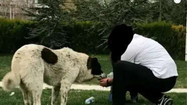 Sokak Köpeği Matmazel'in Ölümüyle İlgili Soruşturma Başlatıldı