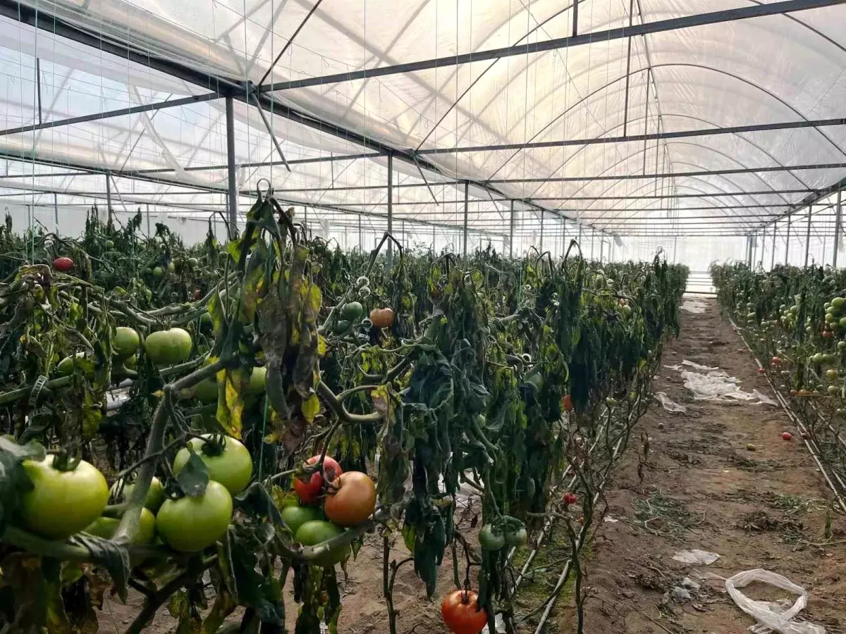 Kütahya’da Soğuk Dalga Seraları Zorladı: Don Zararı İncelemesi Başlatıldı