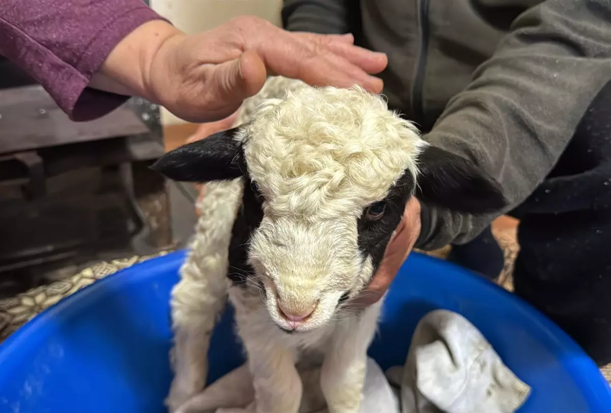 Ordu’da Kıvırcık Kuzu, Çiftçilerin Sevgi Dolu Bakımıyla Soğuğa Karşı Korunuyor
