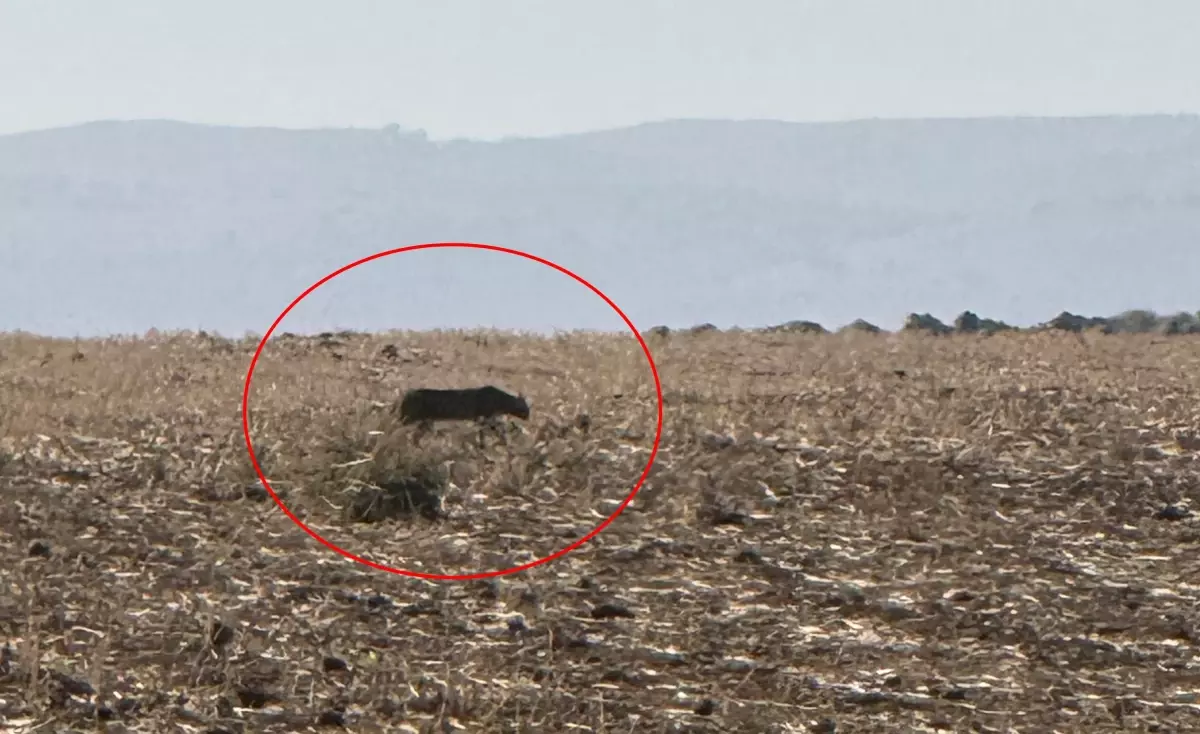 Şırnak İdil’de Nesli Tehlikede Olan Anadolu Parsı Görüldü