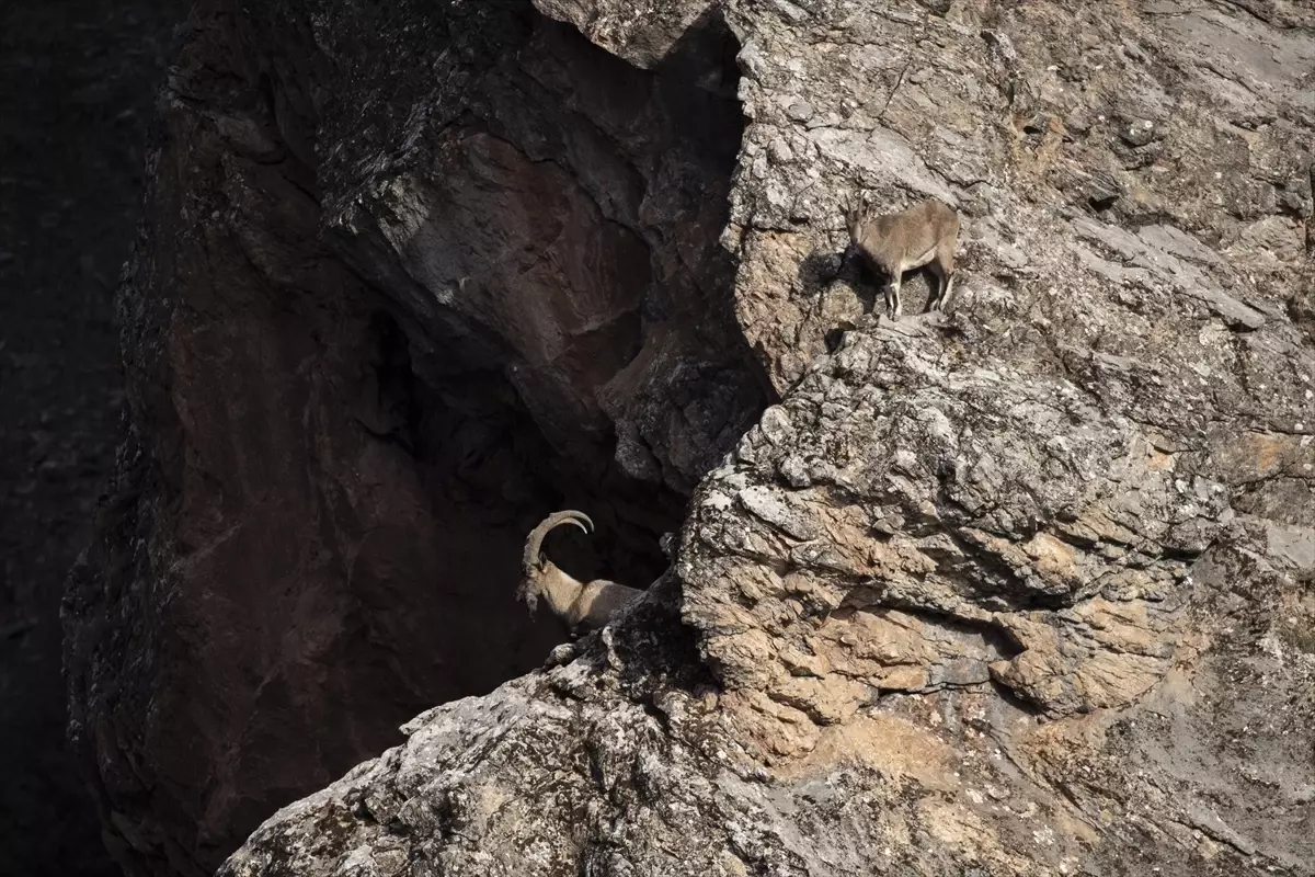 Tunceli'nin Yaban Keçileri: Belgeselcilerin Zorlu Çekim Serüveni
