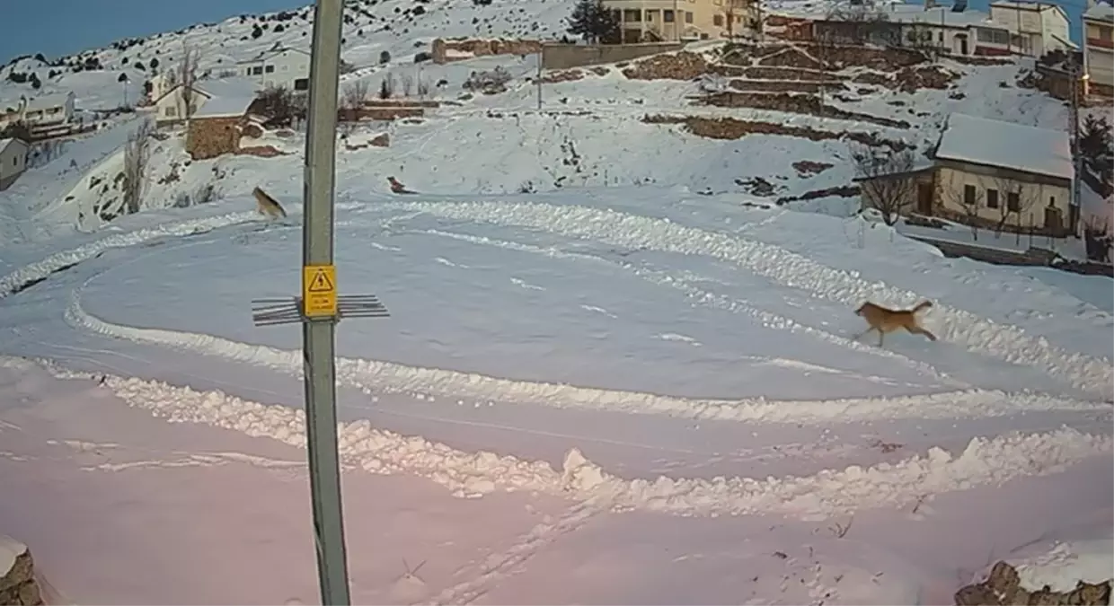İmranlı’da Vaşaklar Kurtların İzinden Kaçtı: Doğada Nefes Kesen Anlar