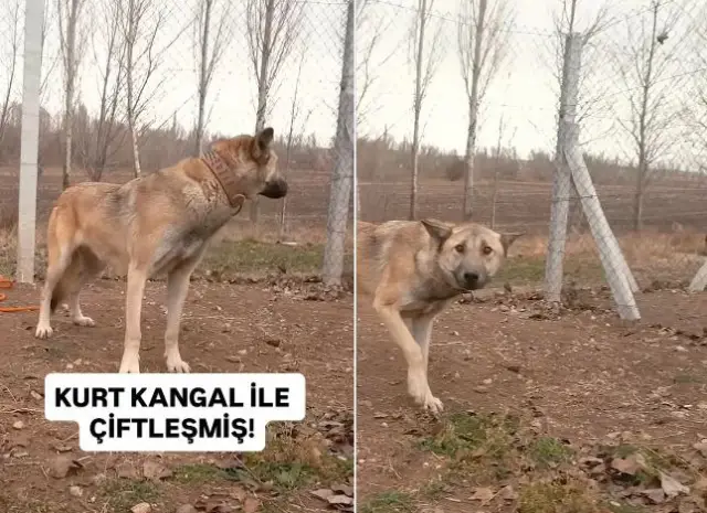 Hayvanın farklı açıdan görüntüsü