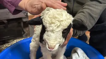 Kıvırcık kuzusu evde besleniyor