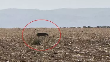 Şırnak İdil’de Nesli Tehlikede Olan Anadolu Parsı Görüldü