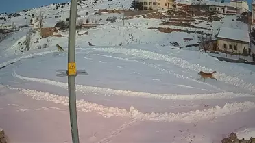 İmranlı’da Vaşaklar Kurtların İzinden Kaçtı: Doğada Nefes Kesen Anlar