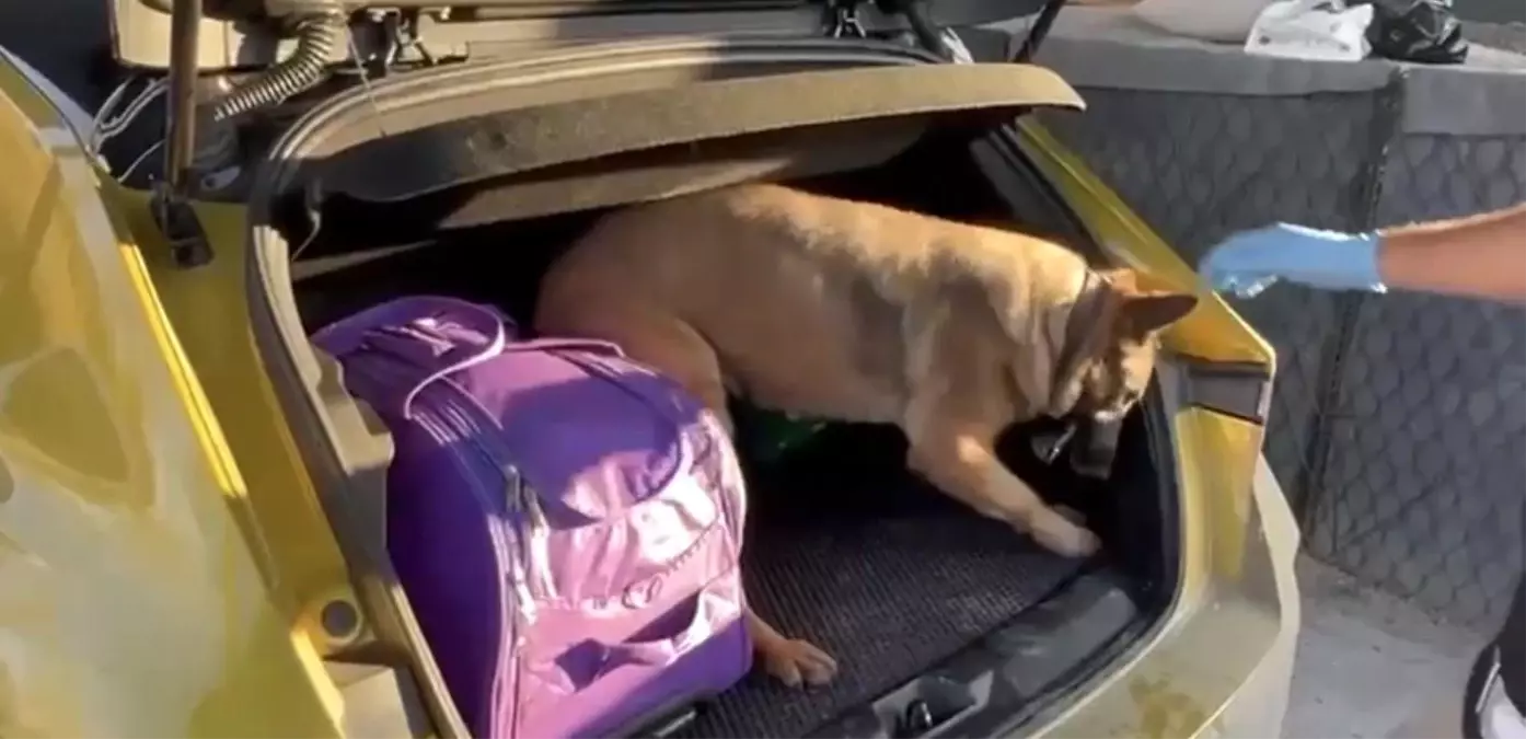 Samsun’da Narkotik Köpeği Pera, Araçta Saklı 590 Gr Metamfetamini Ele Geçirdi