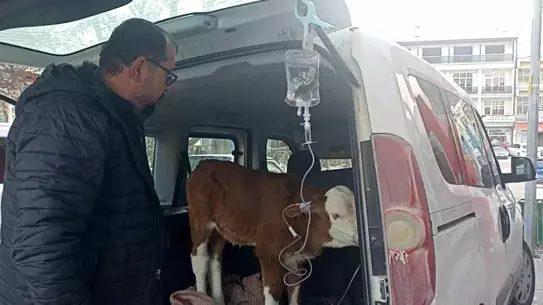Sivas’ta Karbonmonoksit Zehirliğinden Kurtarılan 6 Günlük Buzağıya Hızlı Müdahale