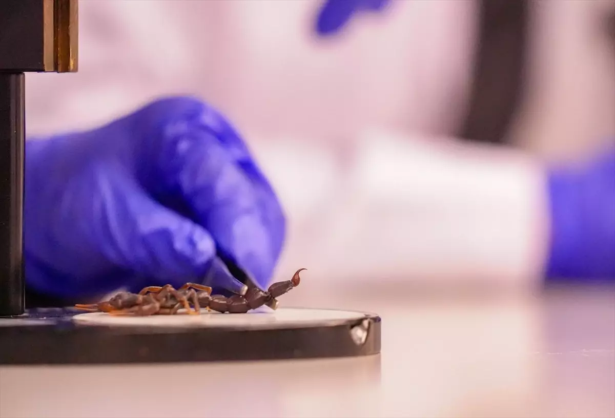 Dicle Üniversitesi'nde Akrep Üretimi: Ekonomik ve Bilimsel Bir Adım