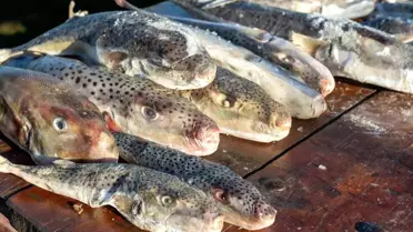 Adana’da Balon Balığı Avı: 4 Günde 128 Bin Balık Toplandı