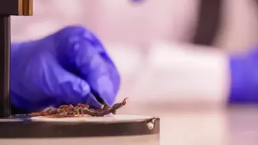 Akrep üretim tesislerinden bir görüntü