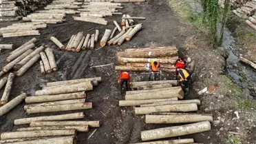 Düzce'nin Orman Ürünleri İhracatı 2025'te Rekor Seviyeye Ulaştı