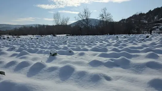 Karlı Şartlarda Eskipazar Lahanası Hasatına Devam Ediliyor