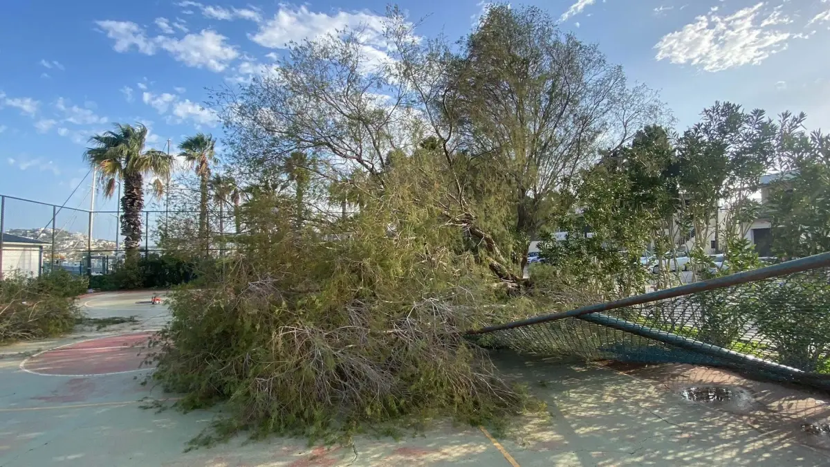 Bodrum’da Şiddetli Fırtına: Ağaçlar Yıkıldı, Feribot Seferleri Askıya Alındı