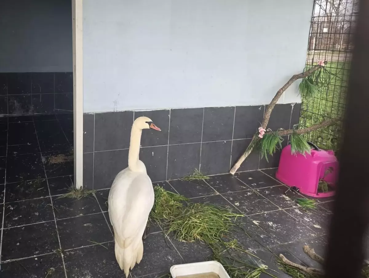 Keşan’da Yorgun Kuğu Bakımevine Sevk Edildi