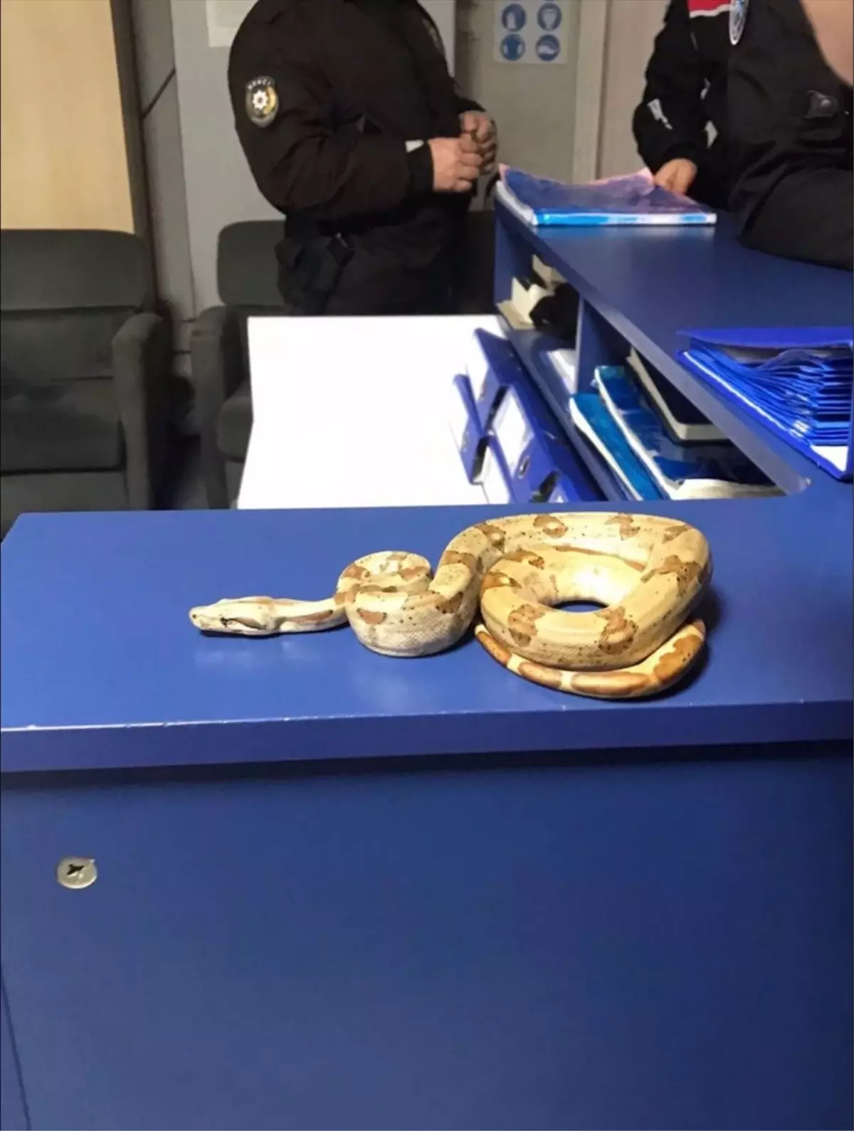 İzmir'de Mısır Yılanı Besleyen Kişiye 11.977 TL Para Cezası Kesildi