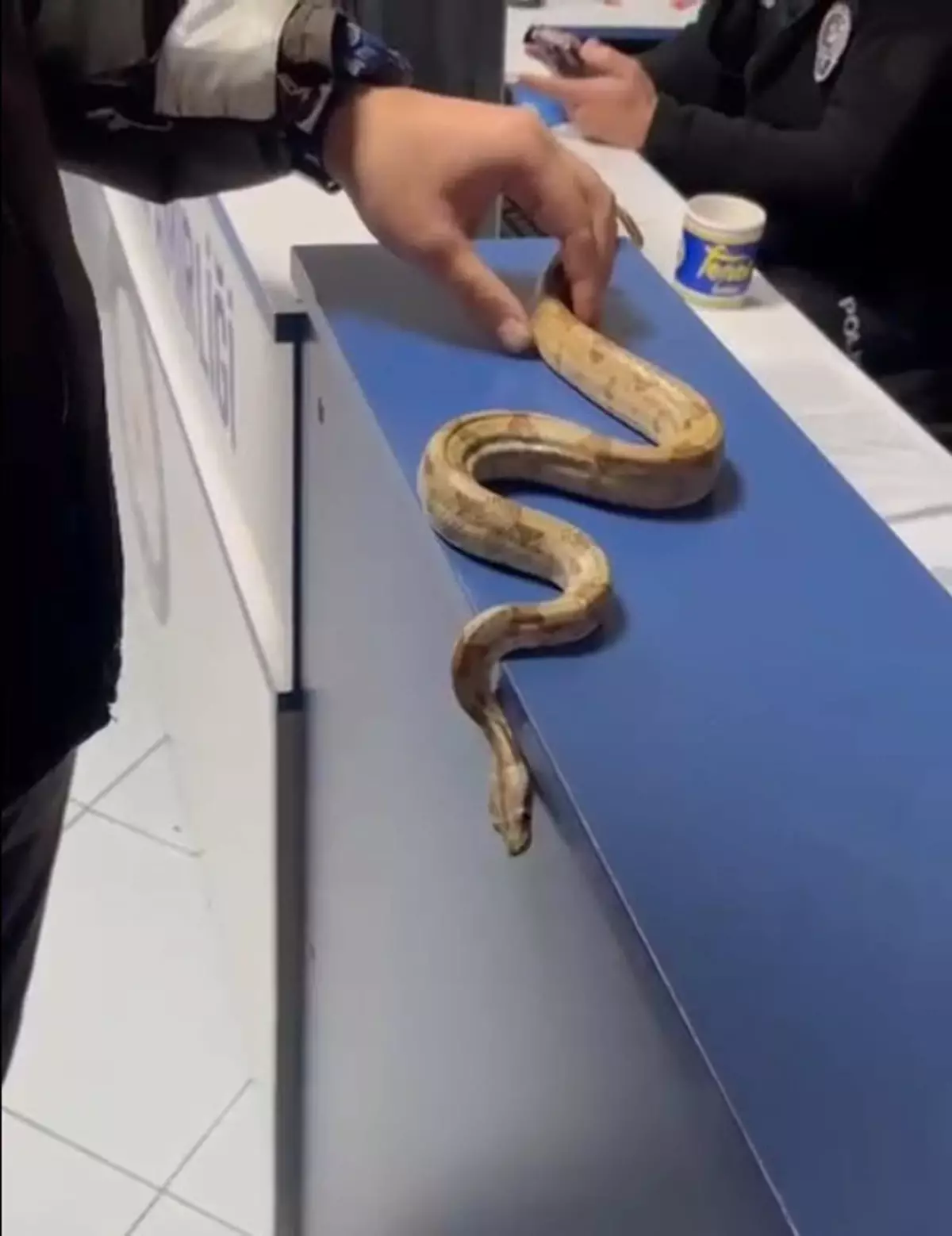 İzmir’de Kafede Mısır Yılanı Gezdiren Sürücüye 12 Bin Lira Ceza Kesildi