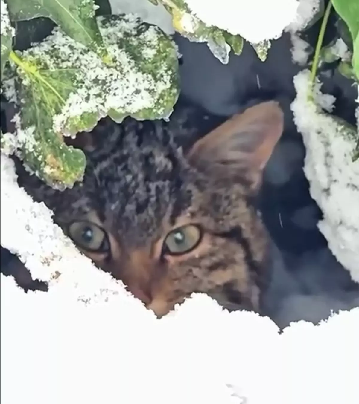Bolu Ormanlarında Nadir Yaban Kedisi Fotoğraf Tuzağında Belirildi
