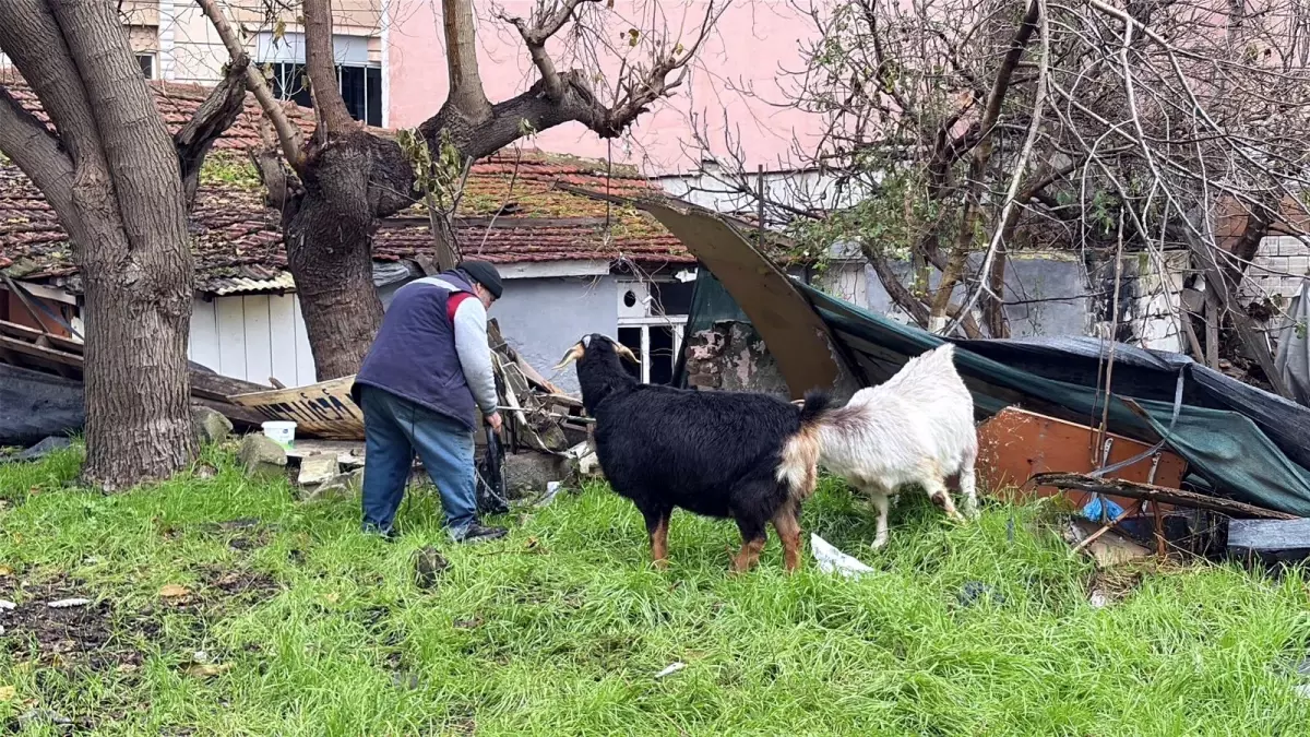 Çorlu’da Keçilerin Renkli Yürüyüşü: Çocuklar ve Vatandaşlar Coştu