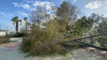 Bodrum’da Şiddetli Fırtına: Ağaçlar Yıkıldı, Feribot Seferleri Askıya Alındı