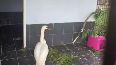 Keşan’da Yorgun Kuğu Bakımevine Sevk Edildi