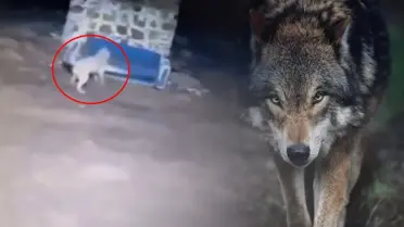 Sivas’ta Gece Yarısı Kahramanlığı: Bağlı Kangal Kurtları Uzaklaştırdı