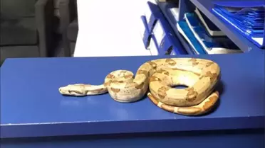 İzmir'de Mısır Yılanı Besleyen Kişiye 11.977 TL Para Cezası Kesildi