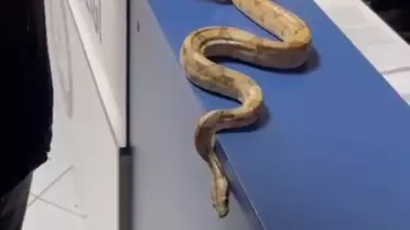 Mısır yılanının fotoğrafı