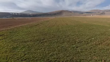 Yağış sonrası Konya Ovası'nda buğday tarlaları