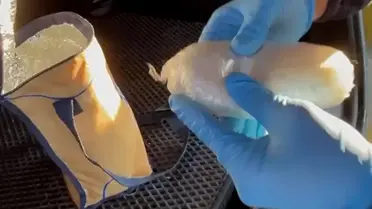 Havza'da Büyük Uyuşturucu Operasyonu: 590 Gr Metamfetamin Ele Geçirildi